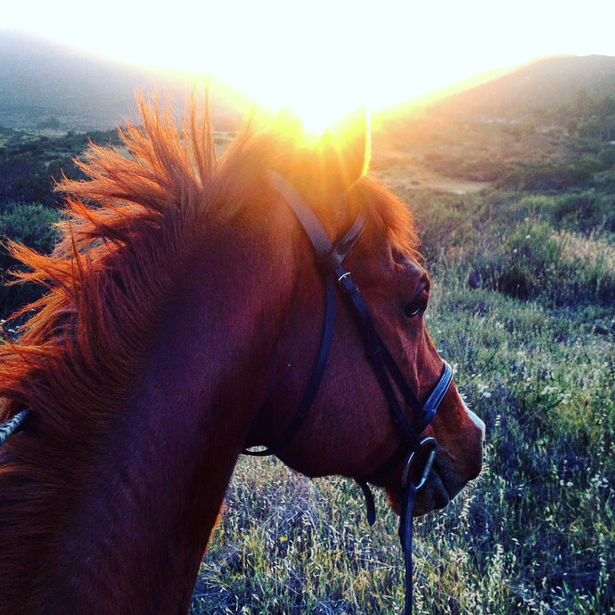 Welcome to San Diego Horsemanship