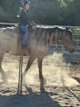 Silver Membership - Best Services Horseback riding lessons and horse supplies near San Diego, CA