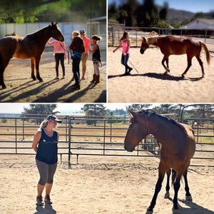 Equine Assisted Learning - Best Services Horseback riding lessons and horse supplies near San Diego, CA