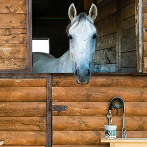 COAT DEFENSE Trouble Spot Drying Paste for Horses - Natural Equine Wound Care That Provides Safe & Effective Relief from Scratches, Sweet Itch, Summer Sores, Proud Flesh, Mud Fever, Girth Rot (24 Oz) - Best Services Horseback riding lessons and horse supplies near San Diego, CA