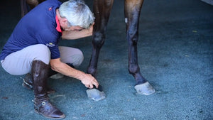 StripHair Gentle Groomer - Original for Horses Dogs 6-in-1 Shedding Grooming Massage - Best Services Horseback riding lessons and horse supplies near San Diego, CA