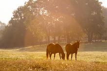 Equithrive Metabarol Pellets 3.3lb - Best Services Horseback riding lessons and horse supplies near San Diego, CA