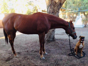 Horsemanship Experience - Best Services Horseback riding lessons and horse supplies near San Diego, CA