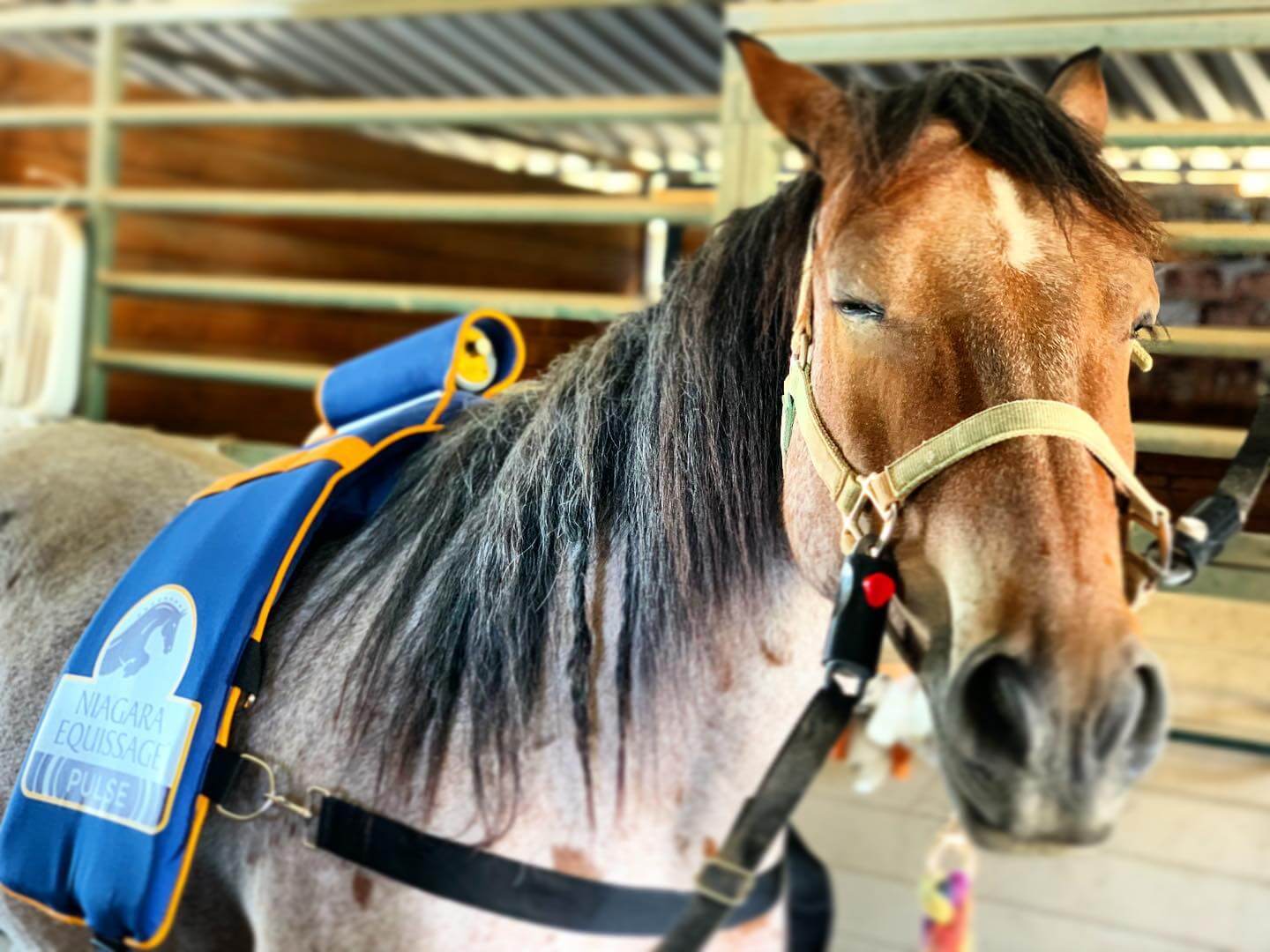 Equine Massage - Niagara Equissage Pulse Equine Massage - Niagara Equissage Pulse