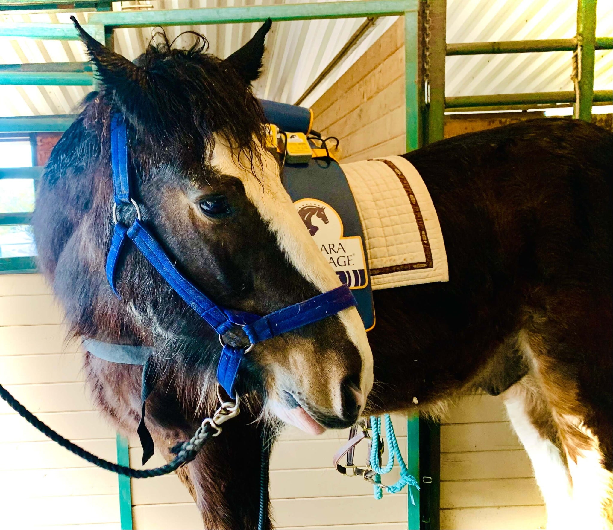 Equine Massage - Niagara Equissage Pulse Equine Massage - Niagara Equissage Pulse