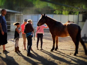 Equine Assisted Learning - Best Services Horseback riding lessons and horse supplies near San Diego, CA