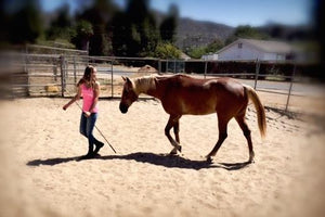 Equine Assisted Learning - Best Services Horseback riding lessons and horse supplies near San Diego, CA