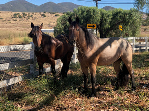 Horsemanship Experience - Best Services Horseback riding lessons and horse supplies near San Diego, CA